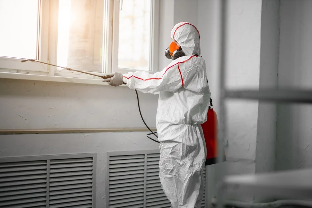 Professional mold remediation services in Bigfoot, TX